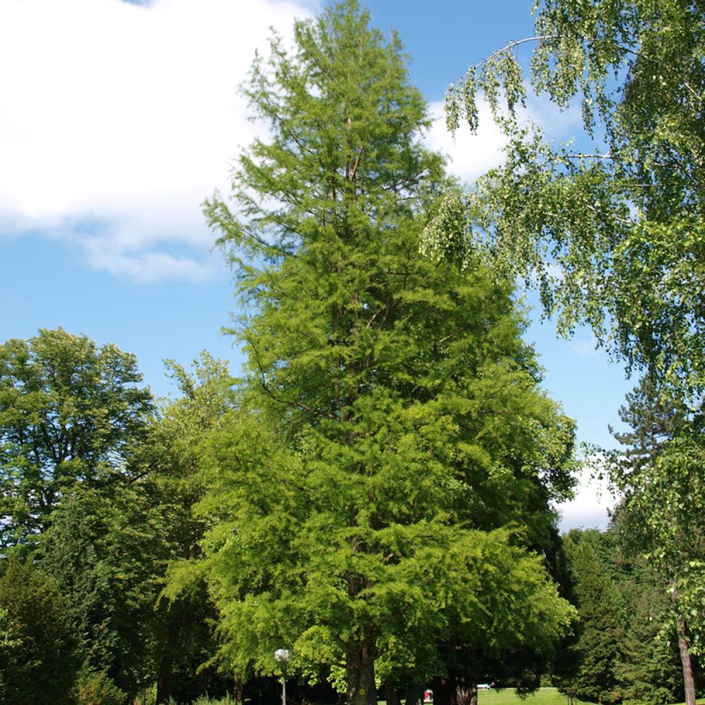 Suosypressi (siemenet) - Taxodium distichum