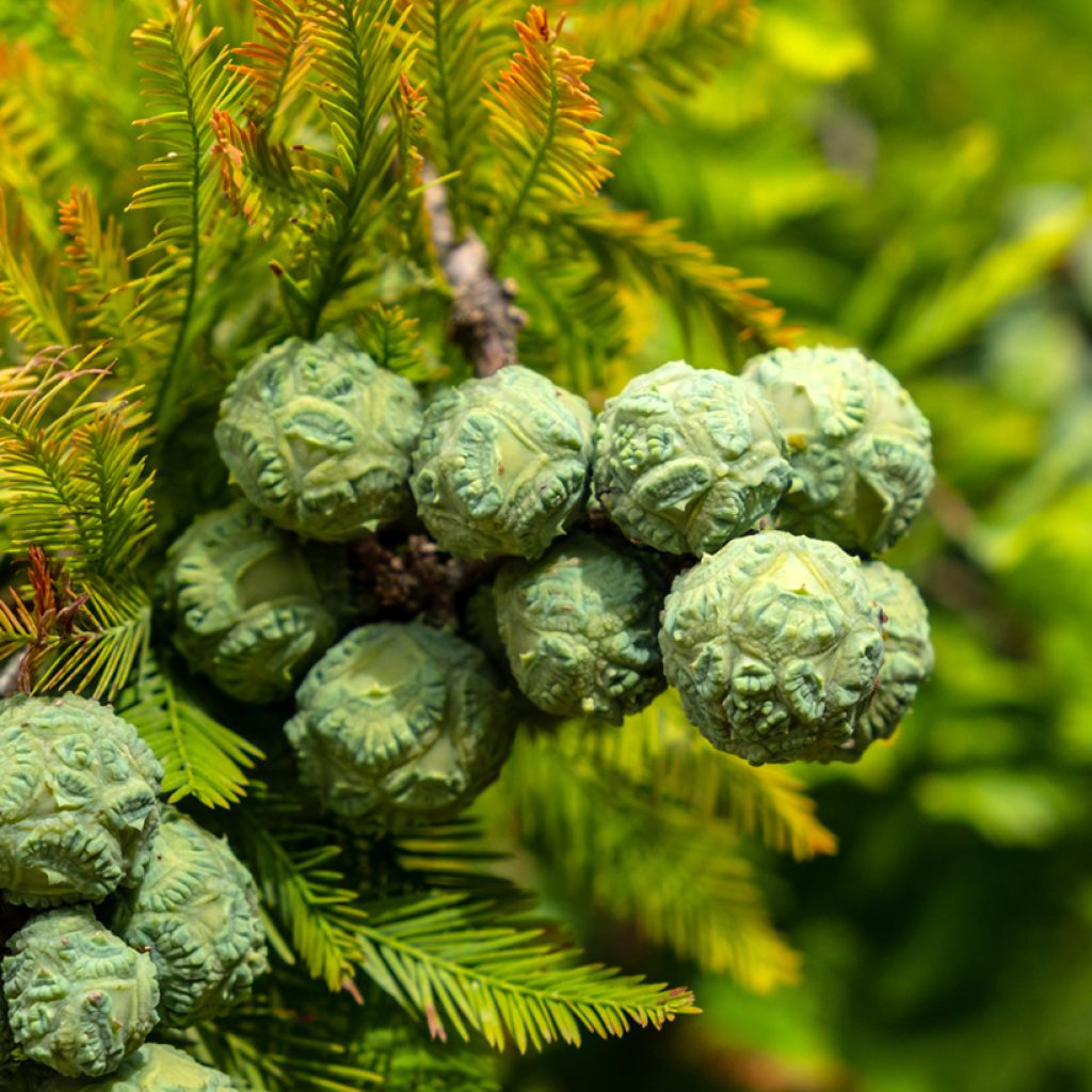 Suosypressi (siemenet) - Taxodium distichum