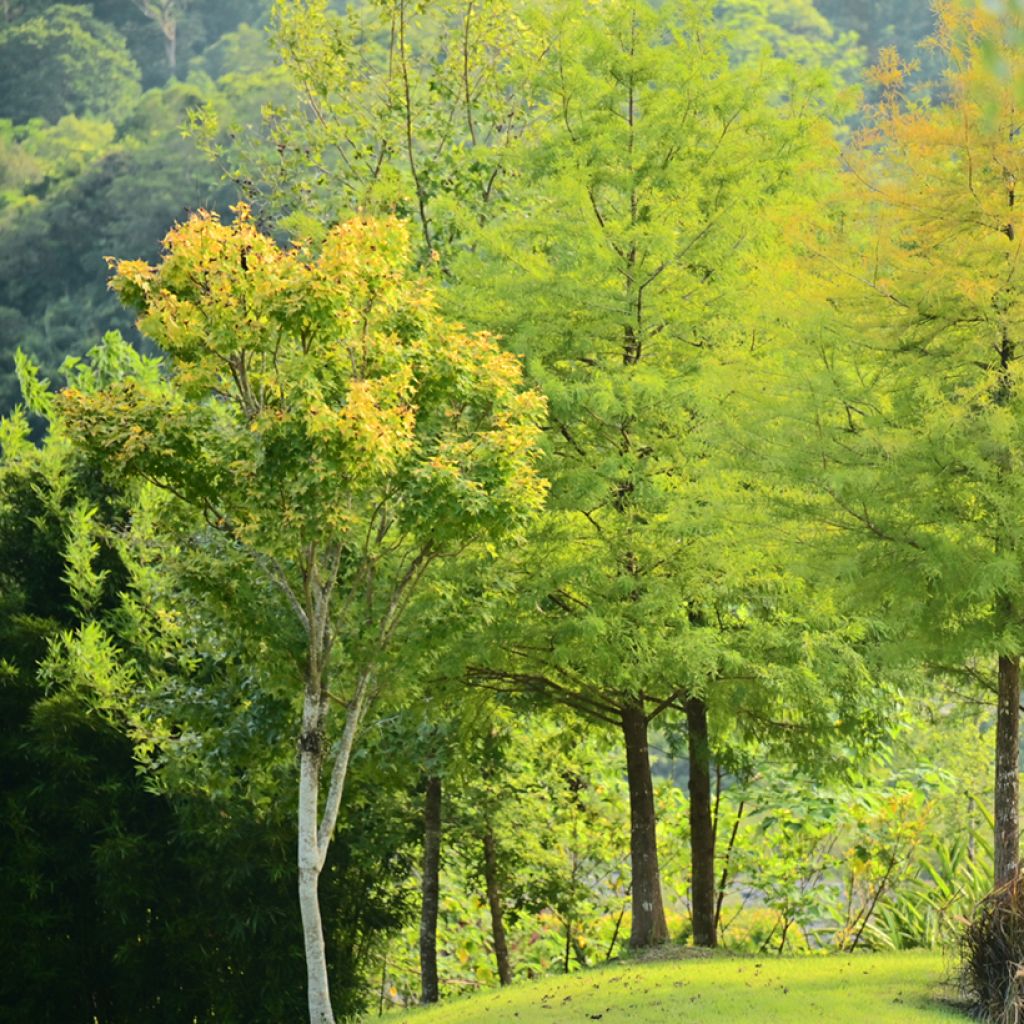 Suosypressi (siemenet) - Taxodium distichum