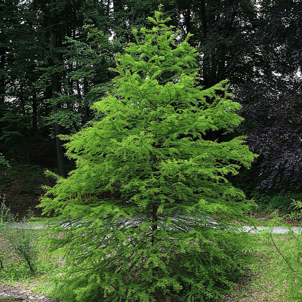 Suosypressi (siemenet) - Taxodium distichum