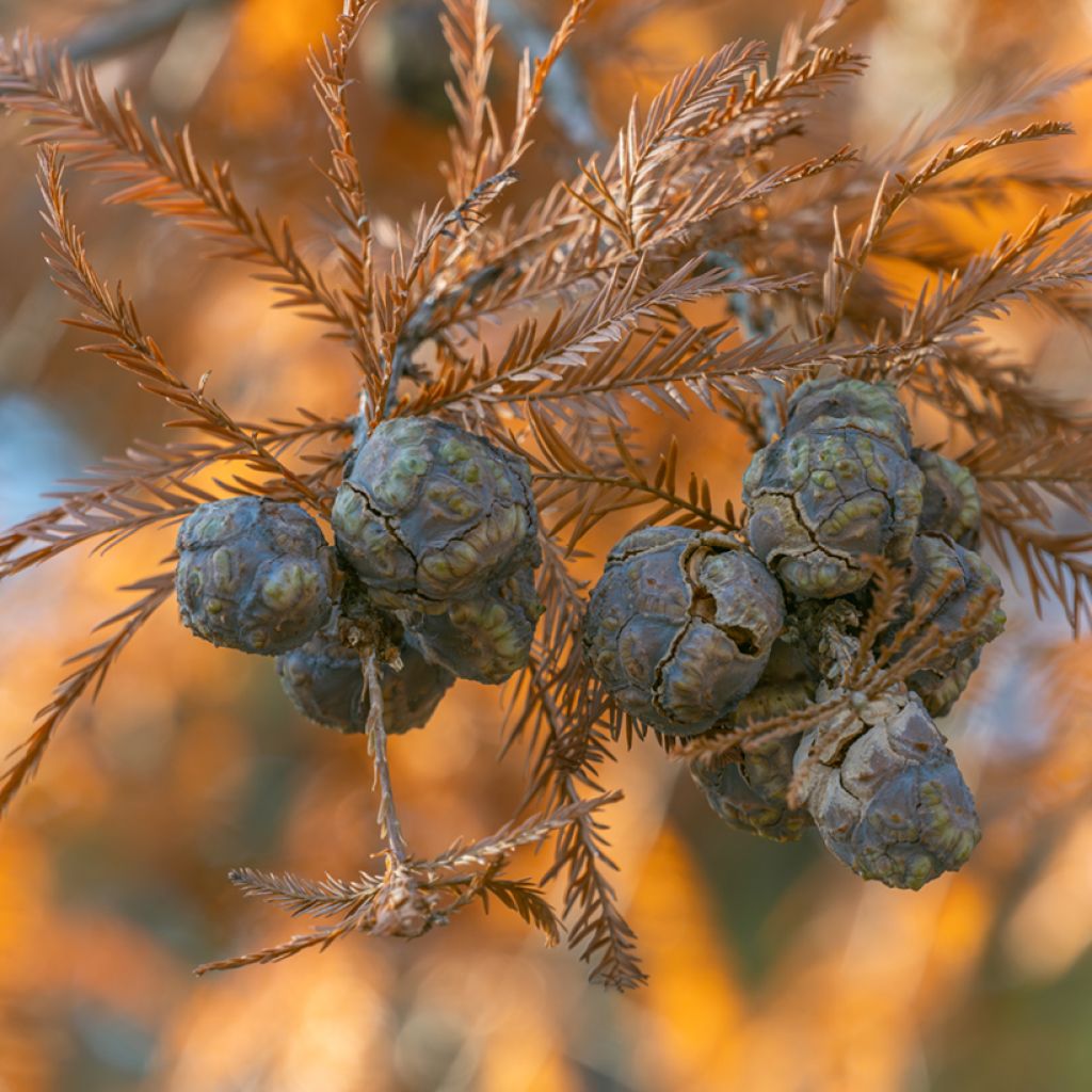 Suosypressi (siemenet) - Taxodium distichum