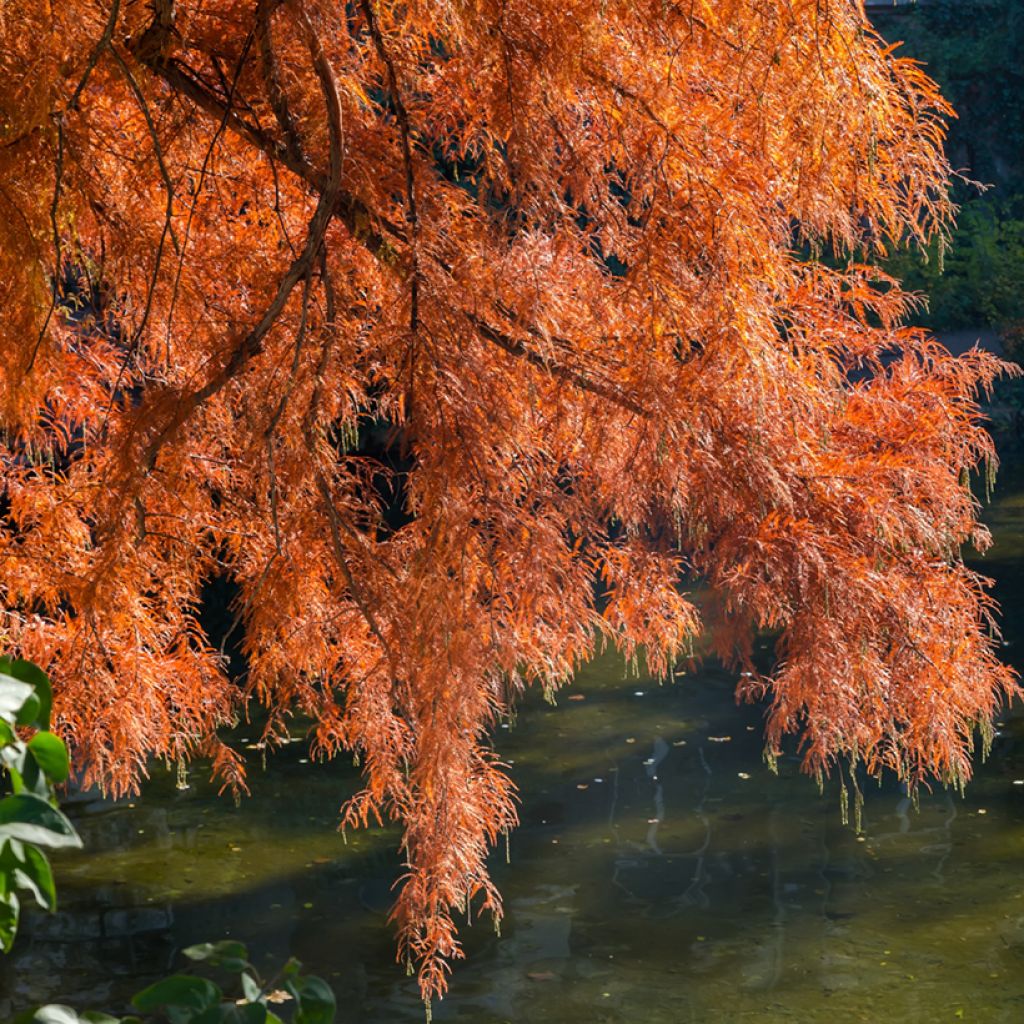 Suosypressi (siemenet) - Taxodium distichum