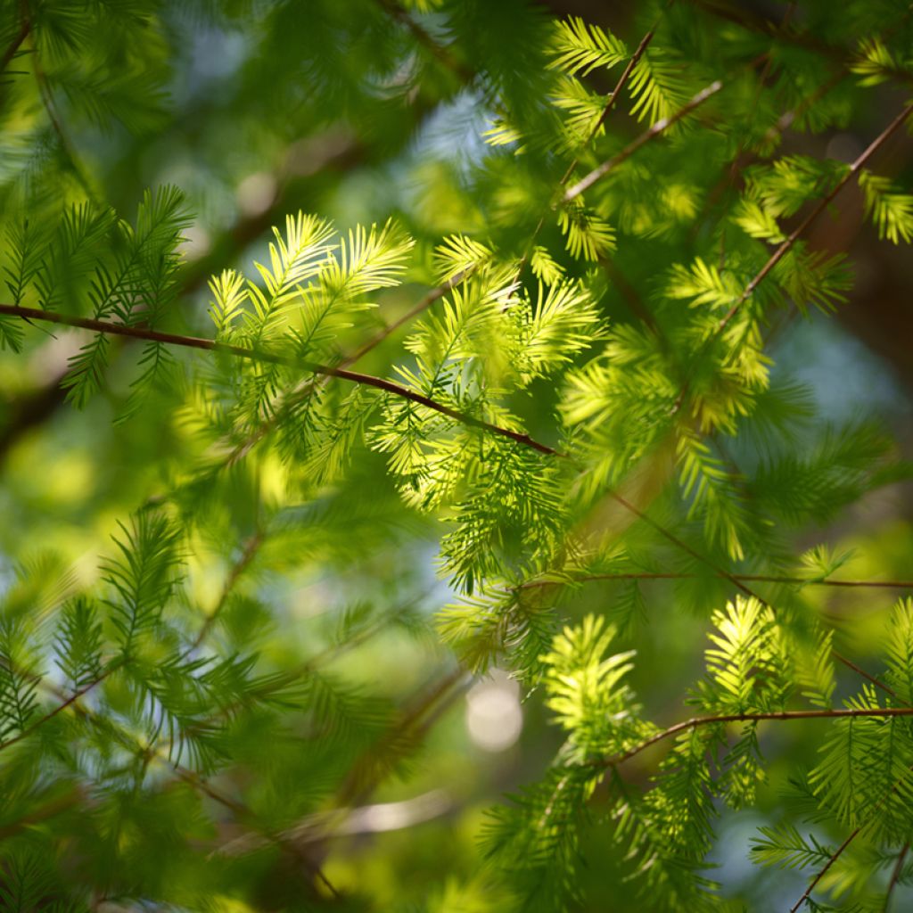 Suosypressi (siemenet) - Taxodium distichum