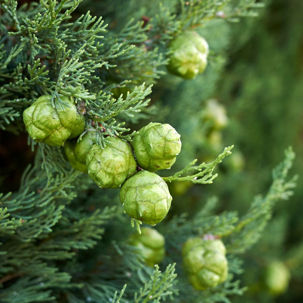 Välimerensypressi (siemenet) - Cupressus sempervirens
