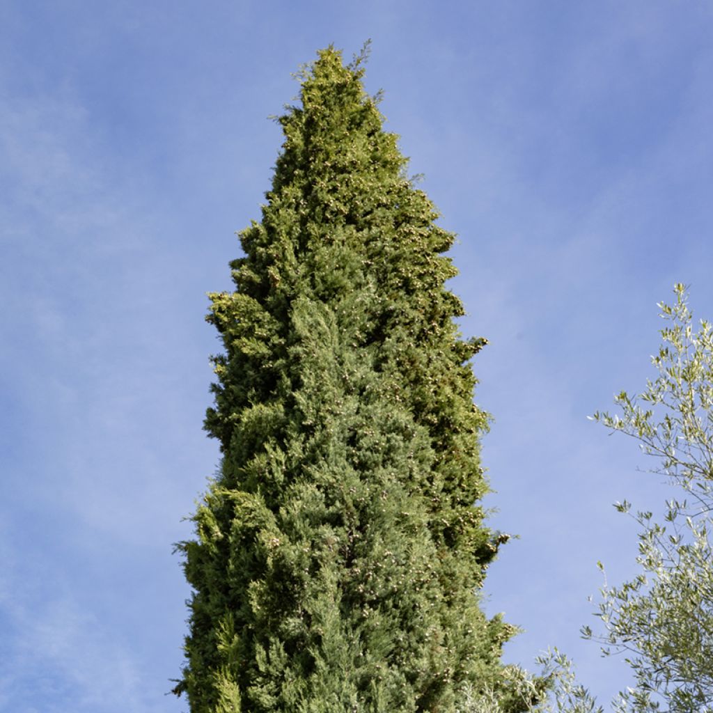 Välimerensypressi (siemenet) - Cupressus sempervirens
