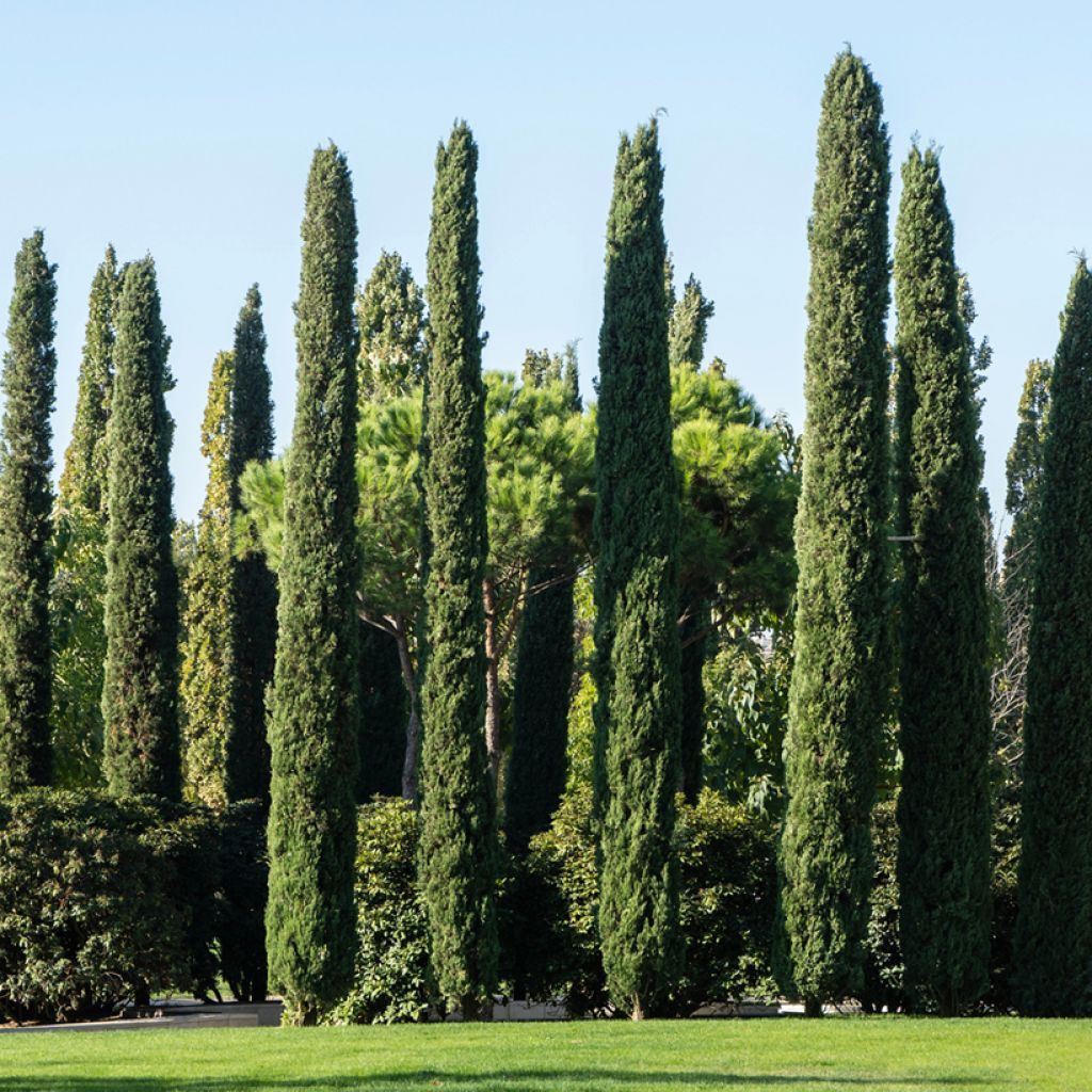 Välimerensypressi (siemenet) - Cupressus sempervirens