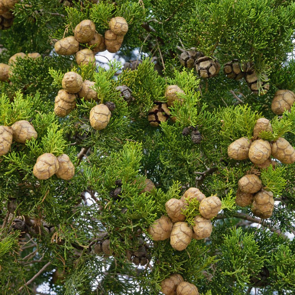 Välimerensypressi (siemenet) - Cupressus sempervirens