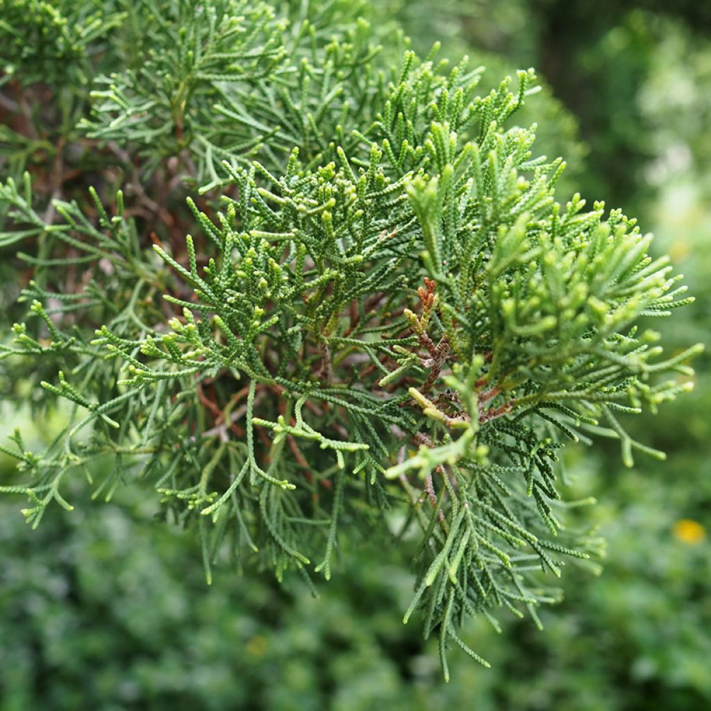 Välimerensypressi (siemenet) - Cupressus sempervirens
