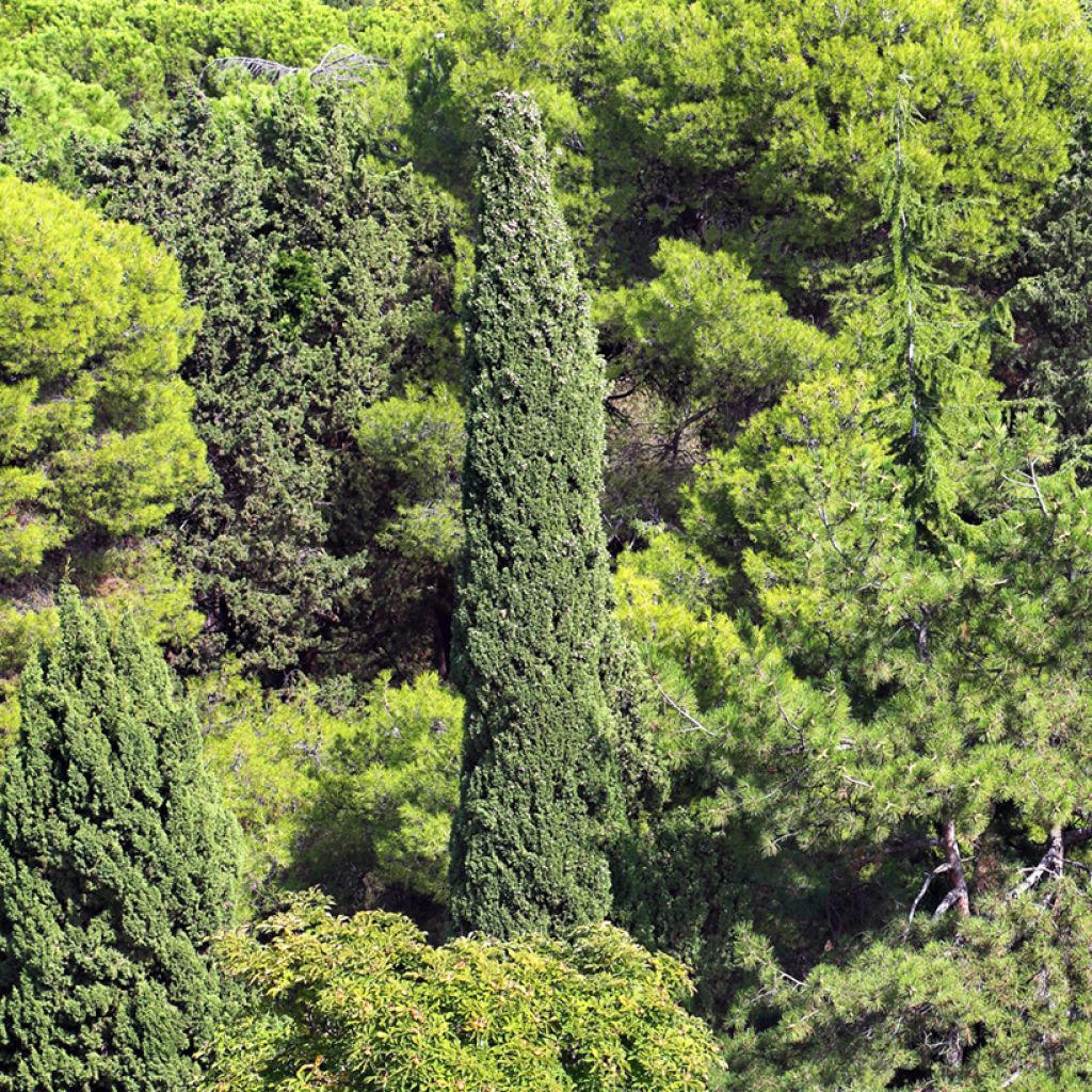 Välimerensypressi (siemenet) - Cupressus sempervirens