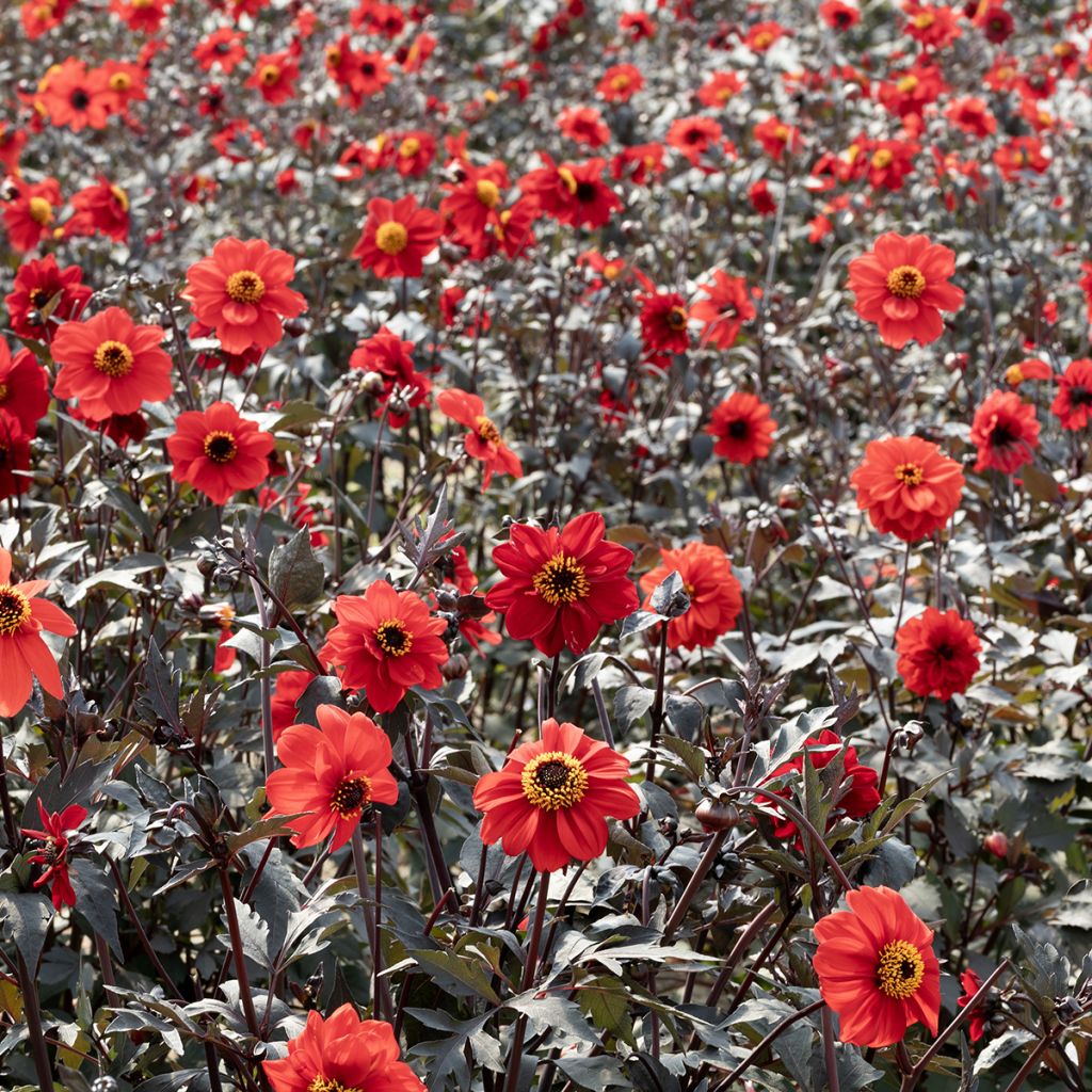 Koristedaalia Black Forest Ruby
