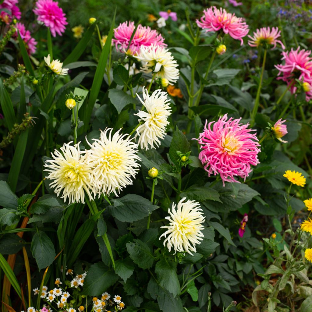 Kaktusdaalia Cactus Hybrids Mixed