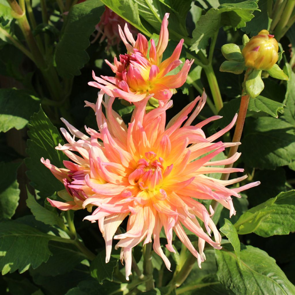 Kaktusdaalia Cactus Hybrids Mixed