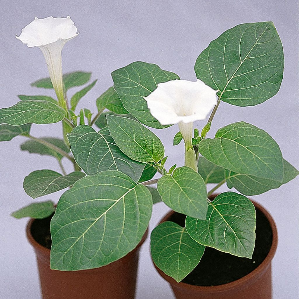 Tuoksuhulluruoho Belle Blanche (siemenet)