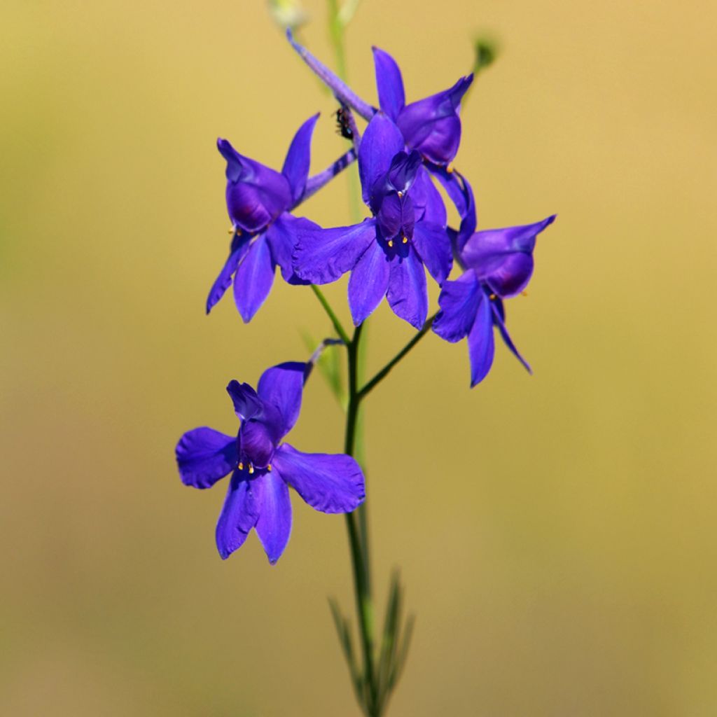 Jaloritarinkannus Blue Cloud (siemenet)