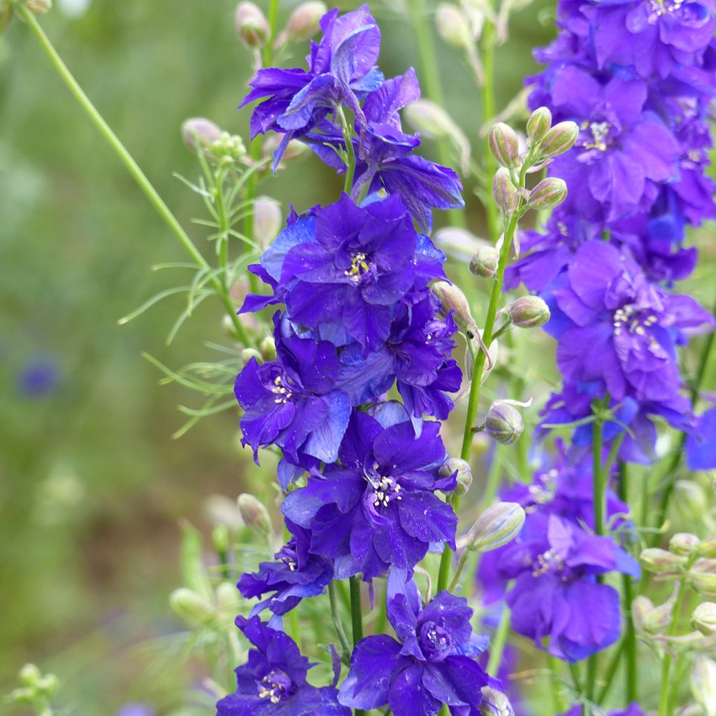 Rikkakukonkannus Dark Blue (siemenet)