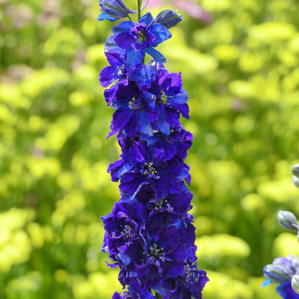 Rikkakukonkannus Dark Blue (siemenet)