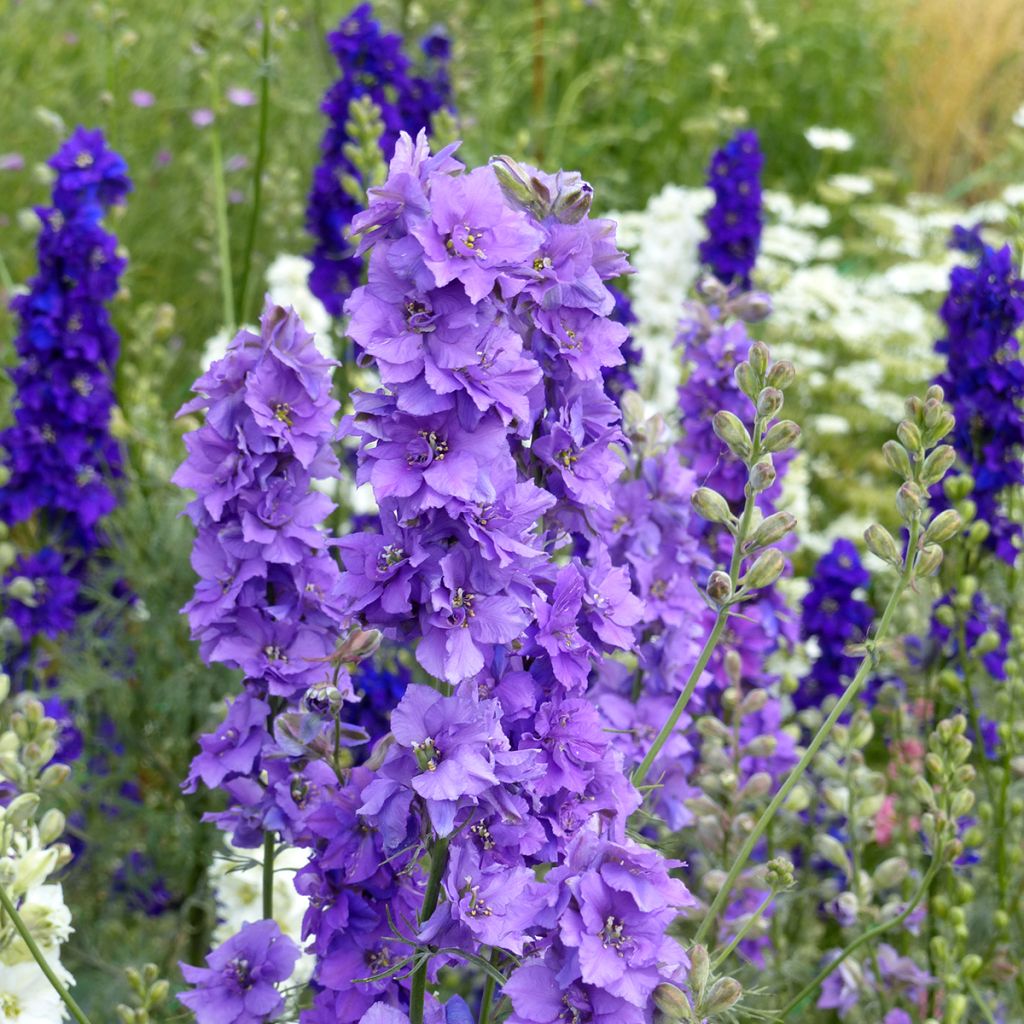 Rikkakukonkannus Lilac (siemenet)