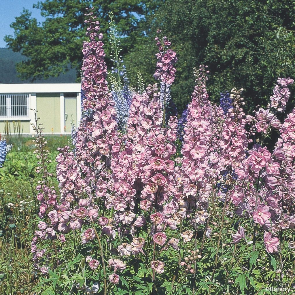 Tarharitarinkannus Pacific Giants Astolat (siemenet)