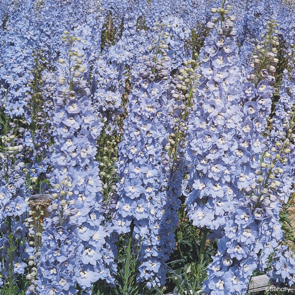 Tarharitarinkannus Pacific Giants Summer Skies (siemenet)