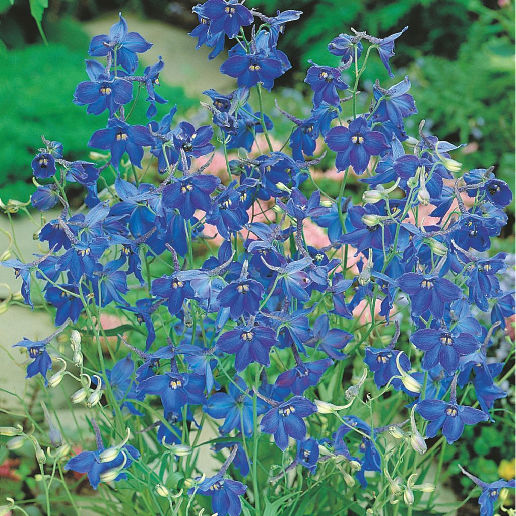 Jaloritarinkannus Volkerfrieden Oriental Blue (siemenet)