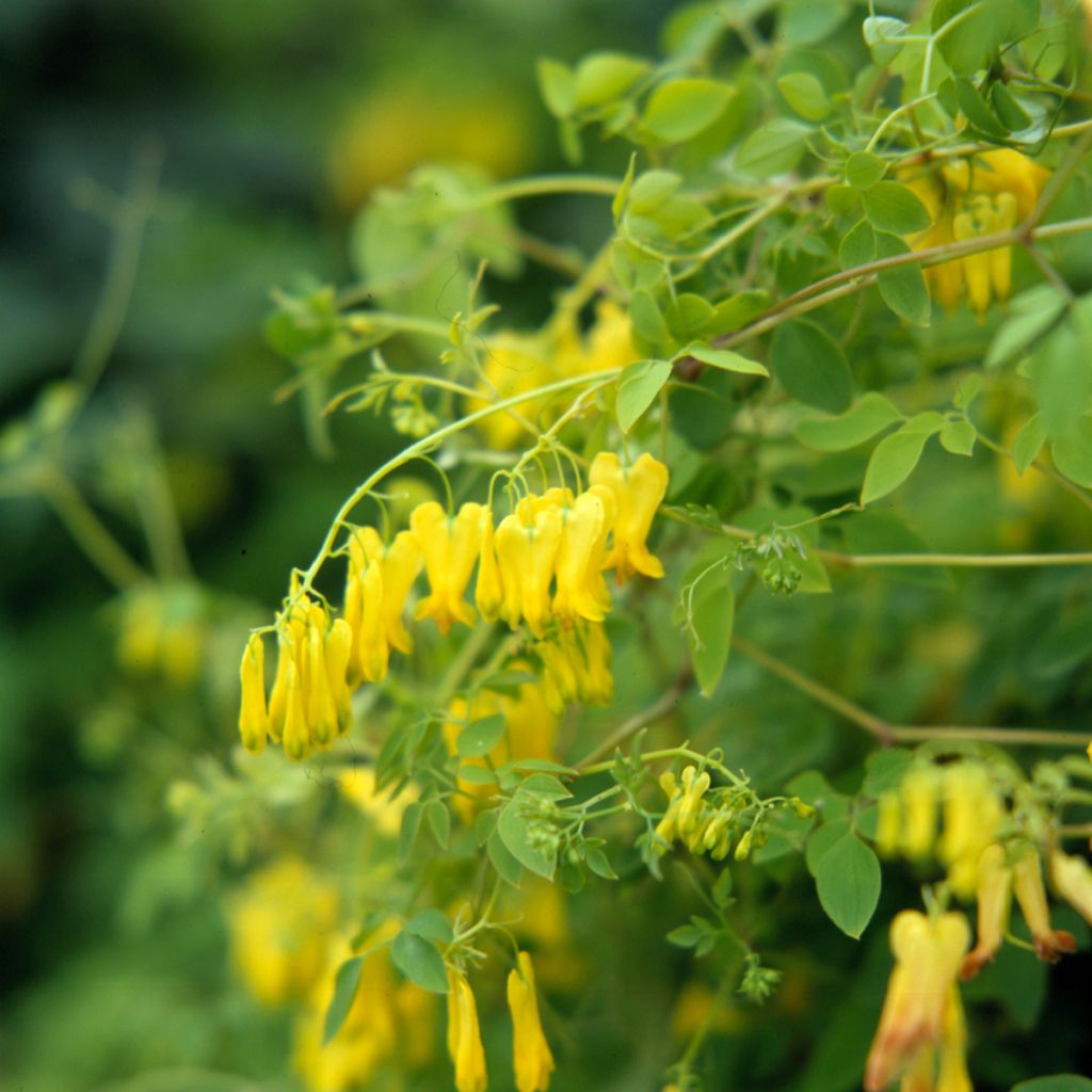 Dactylicapnos scandens Golden Tears (siemenet)