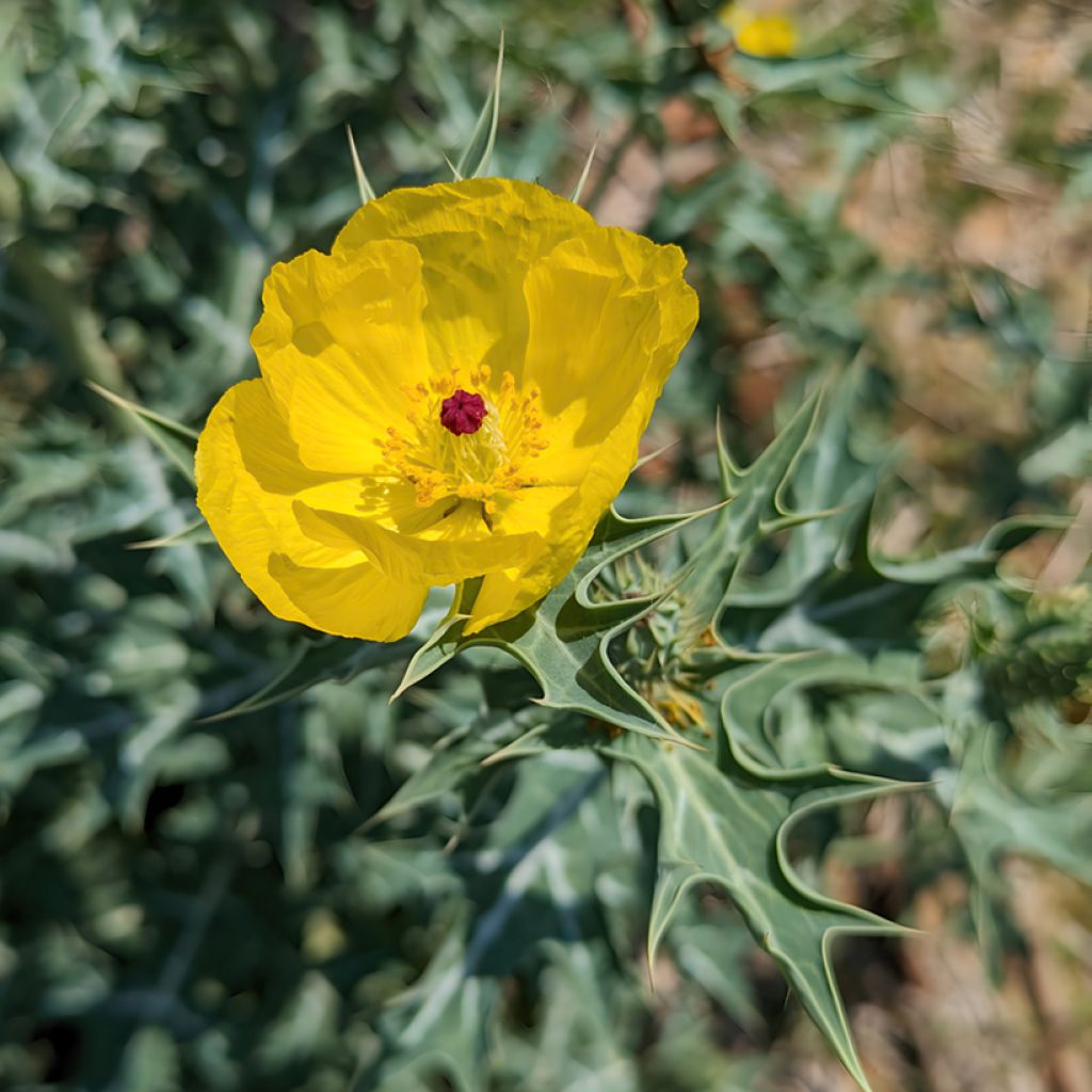Harsutulvio (siemenet) - Dicranostigma franchetianum