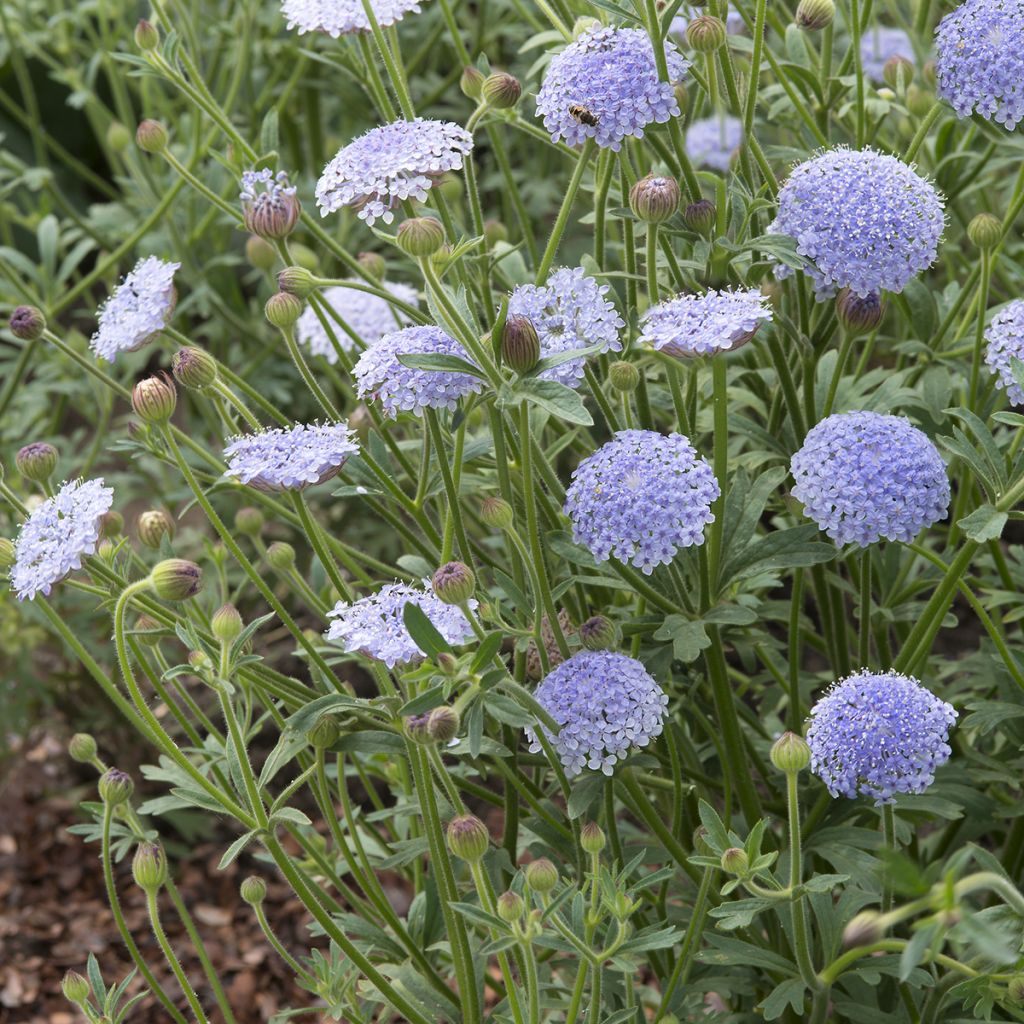 Trachymene coerulea Lace Blue (siemenet)