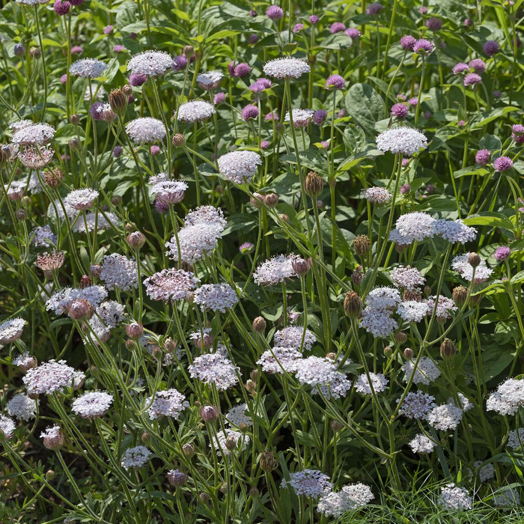 Trachymene coerulea Lace Heavenly Umbels (siemenet)
