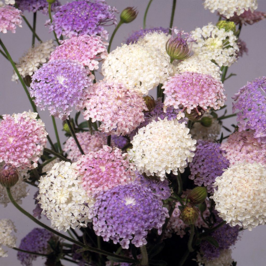 Trachymene coerulea Lace Heavenly Umbels (siemenet)