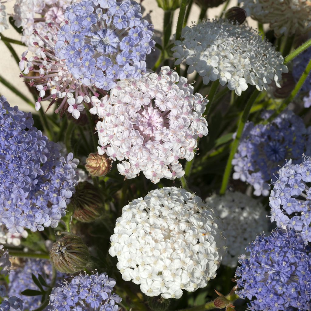 Trachymene coerulea Lace Heavenly Umbels (siemenet)