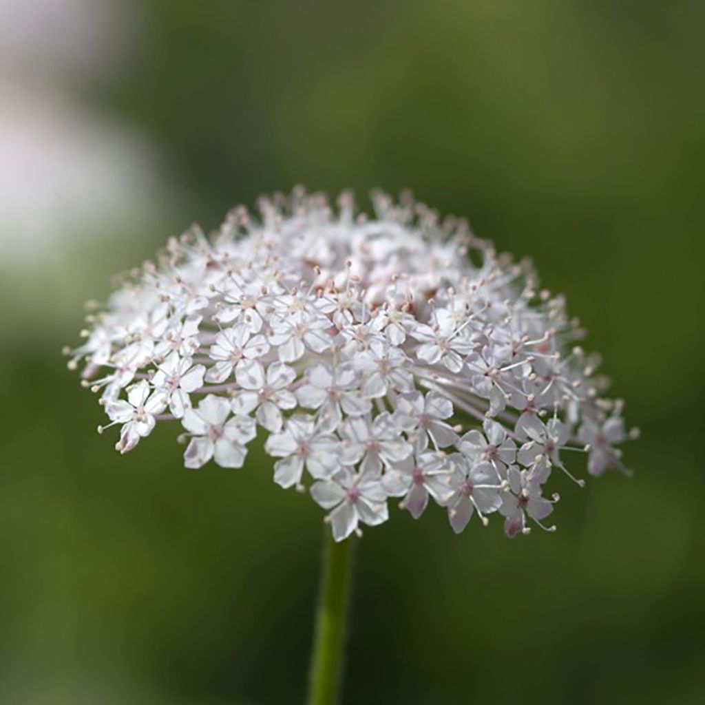Trachymene coerulea Lace Pink (siemenet)