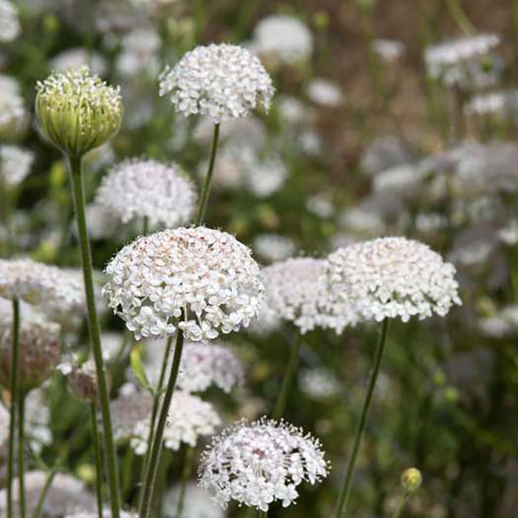 Trachymene coerulea Lace Pink (siemenet)