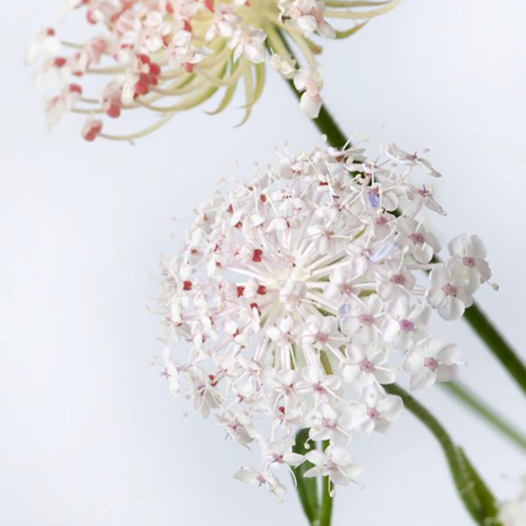 Trachymene coerulea Lace Pink (siemenet)