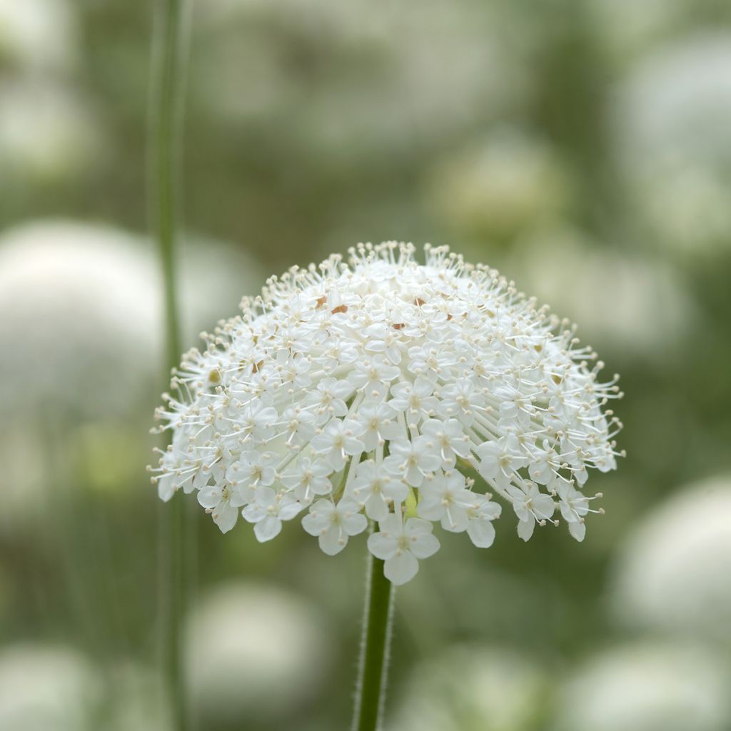 Trachymene coerulea Lace White (siemenet)