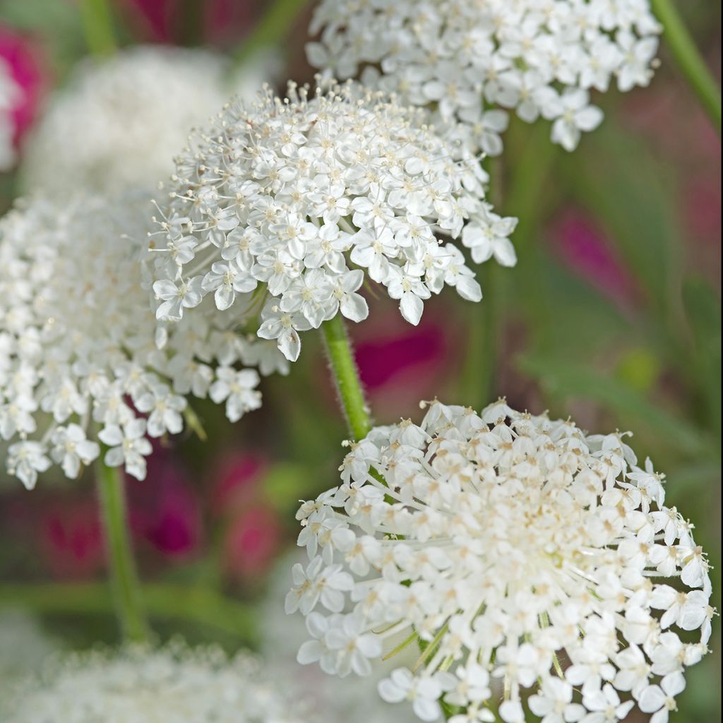 Trachymene coerulea Lace White (siemenet)