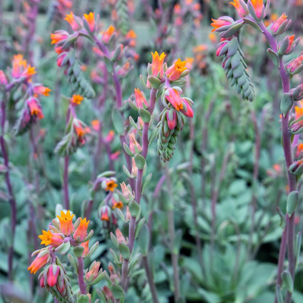 Mehiruusukkee Urban Orange (siemenet)