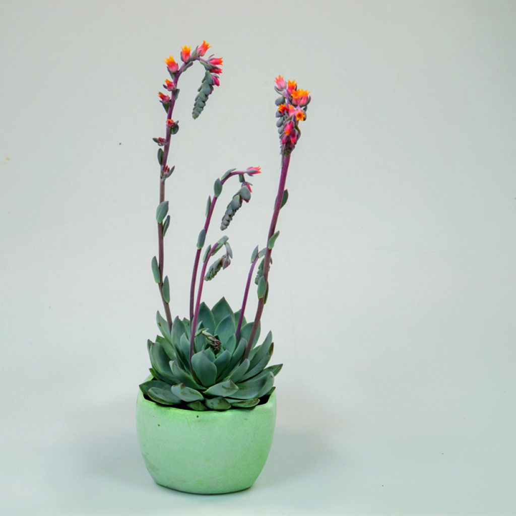 Mehiruusukkee Urban Orange (siemenet)