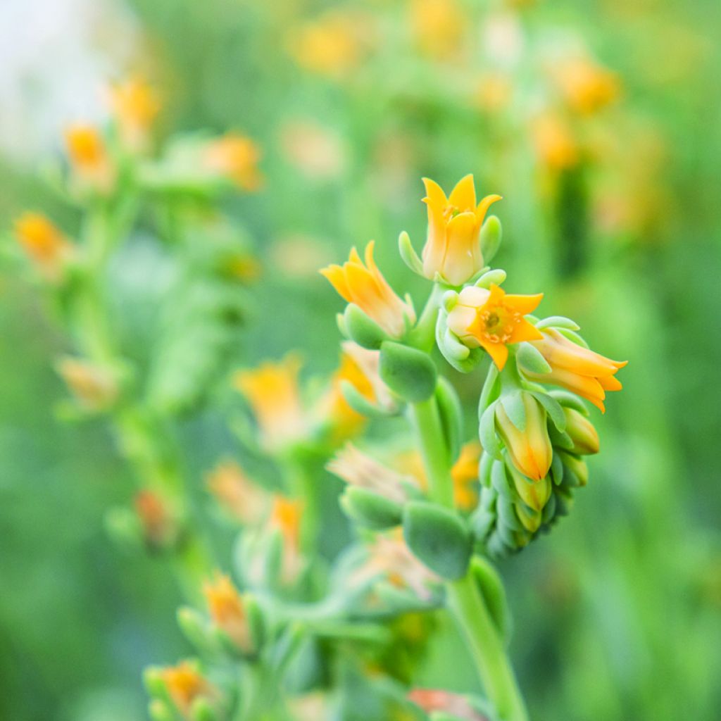 Mehiruusukkee Urban Yellow (siemenet)