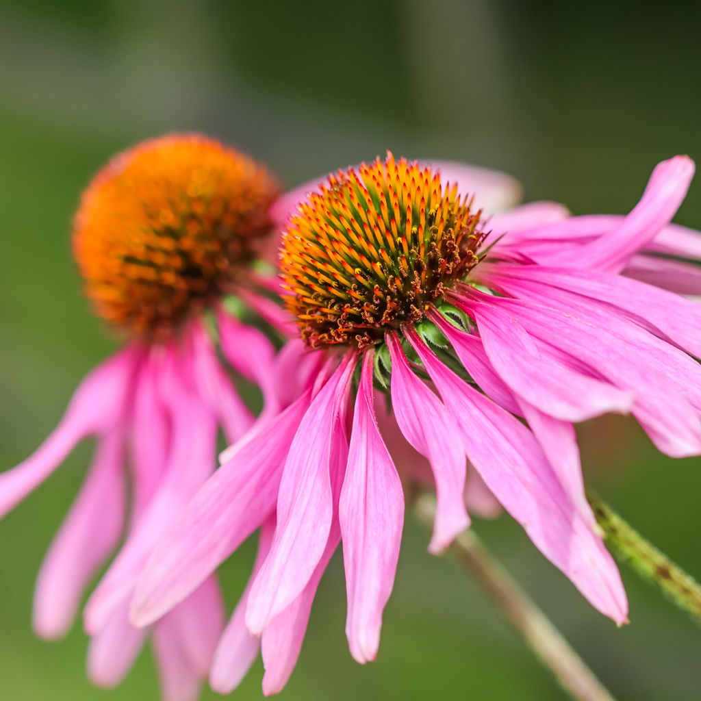 Kaunopunahattu Feeling Pink (siemenet)