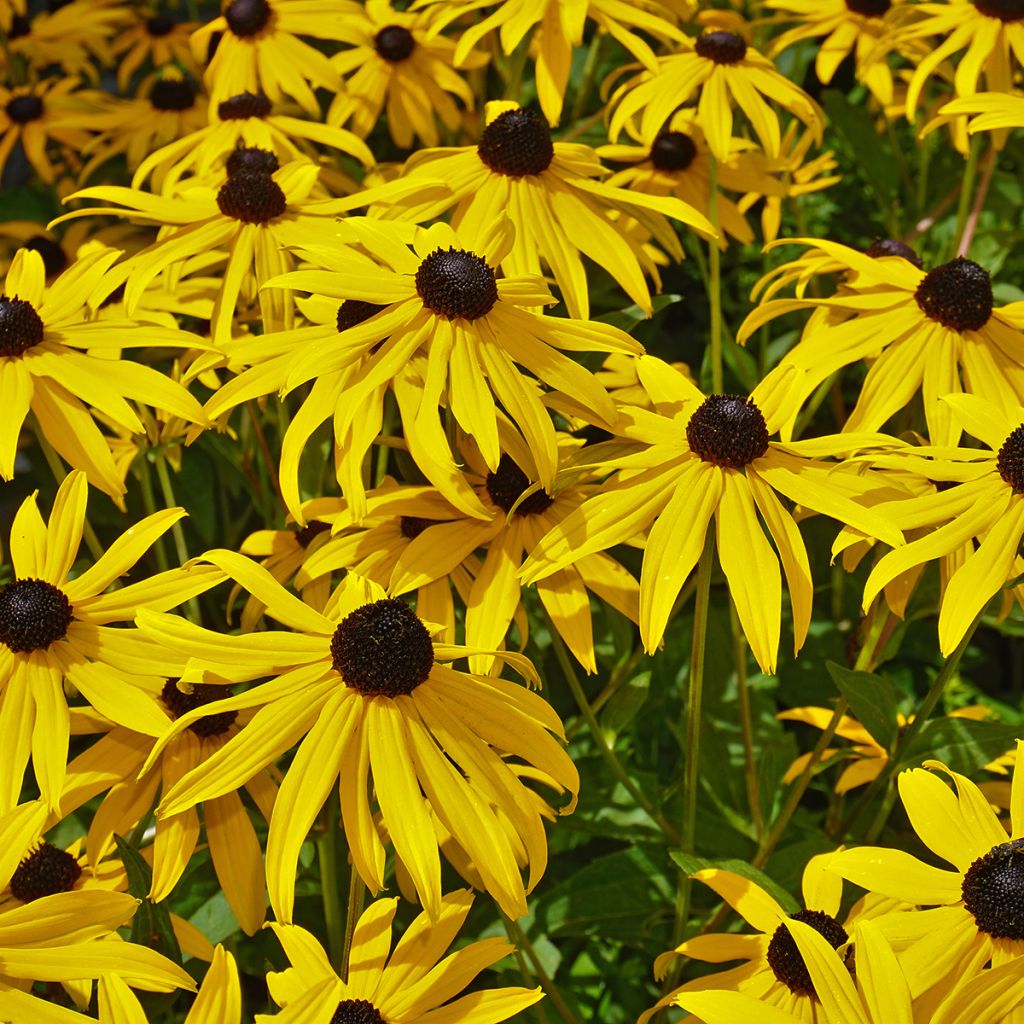 Punahattu (siemenet) - Echinacea paradoxa
