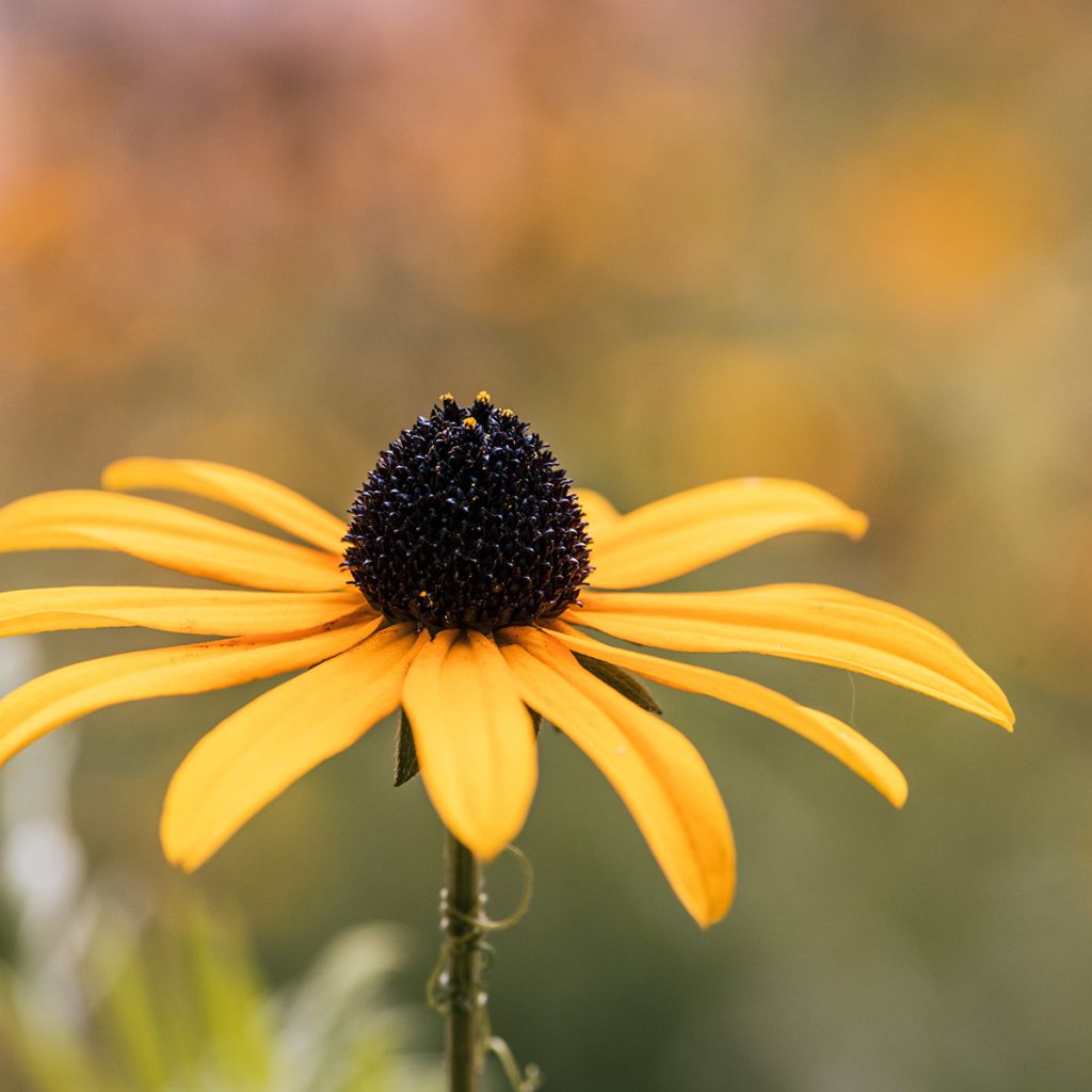 Punahattu (siemenet) - Echinacea paradoxa