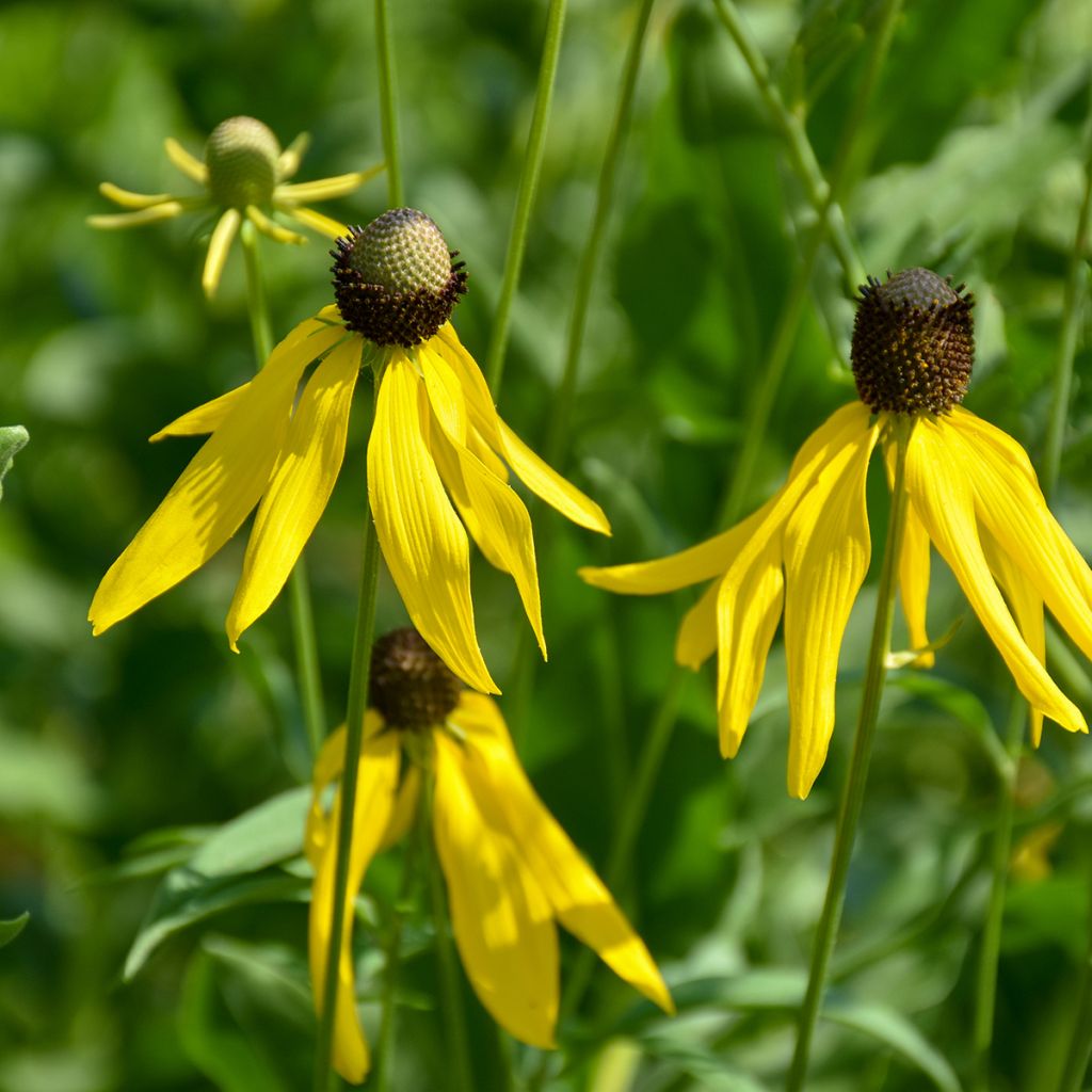 Punahattu (siemenet) - Echinacea paradoxa