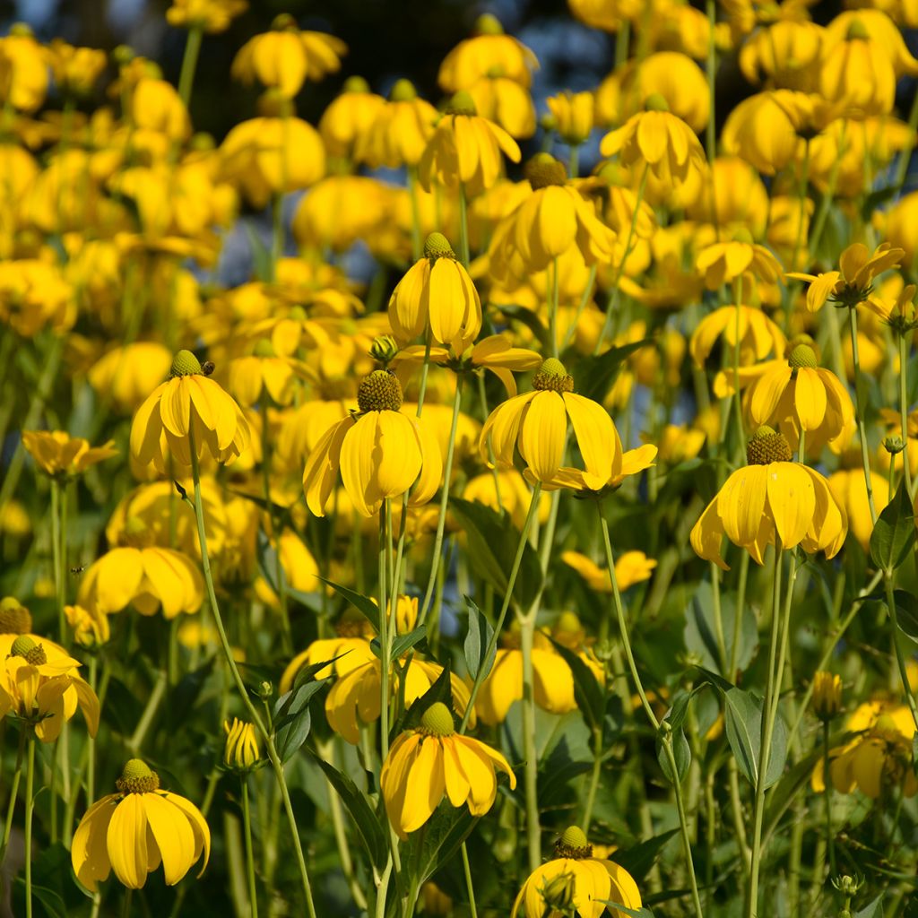 Punahattu (siemenet) - Echinacea paradoxa