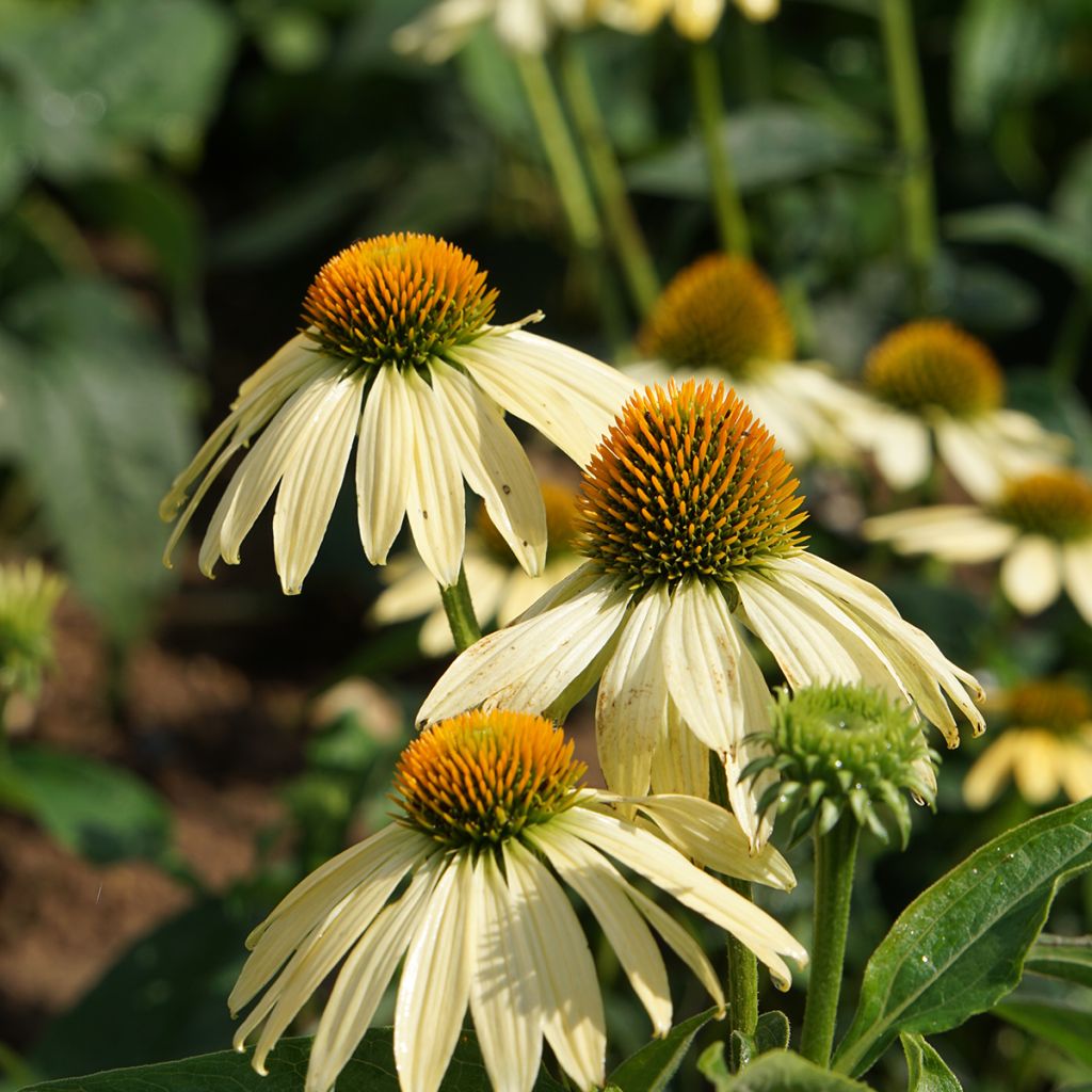 Kaunopunahattu Paradiso Yellow (siemenet)
