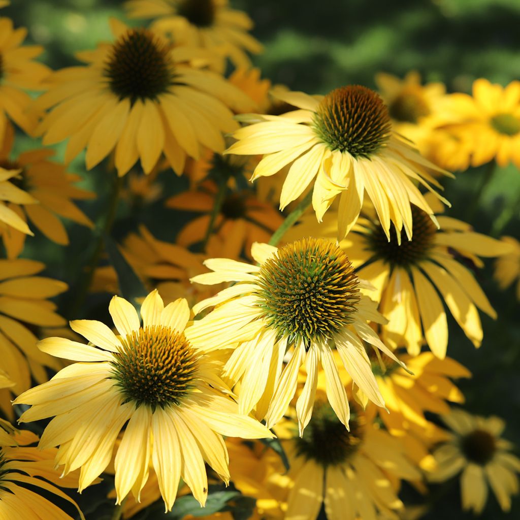 Kaunopunahattu Paradiso Yellow (siemenet)
