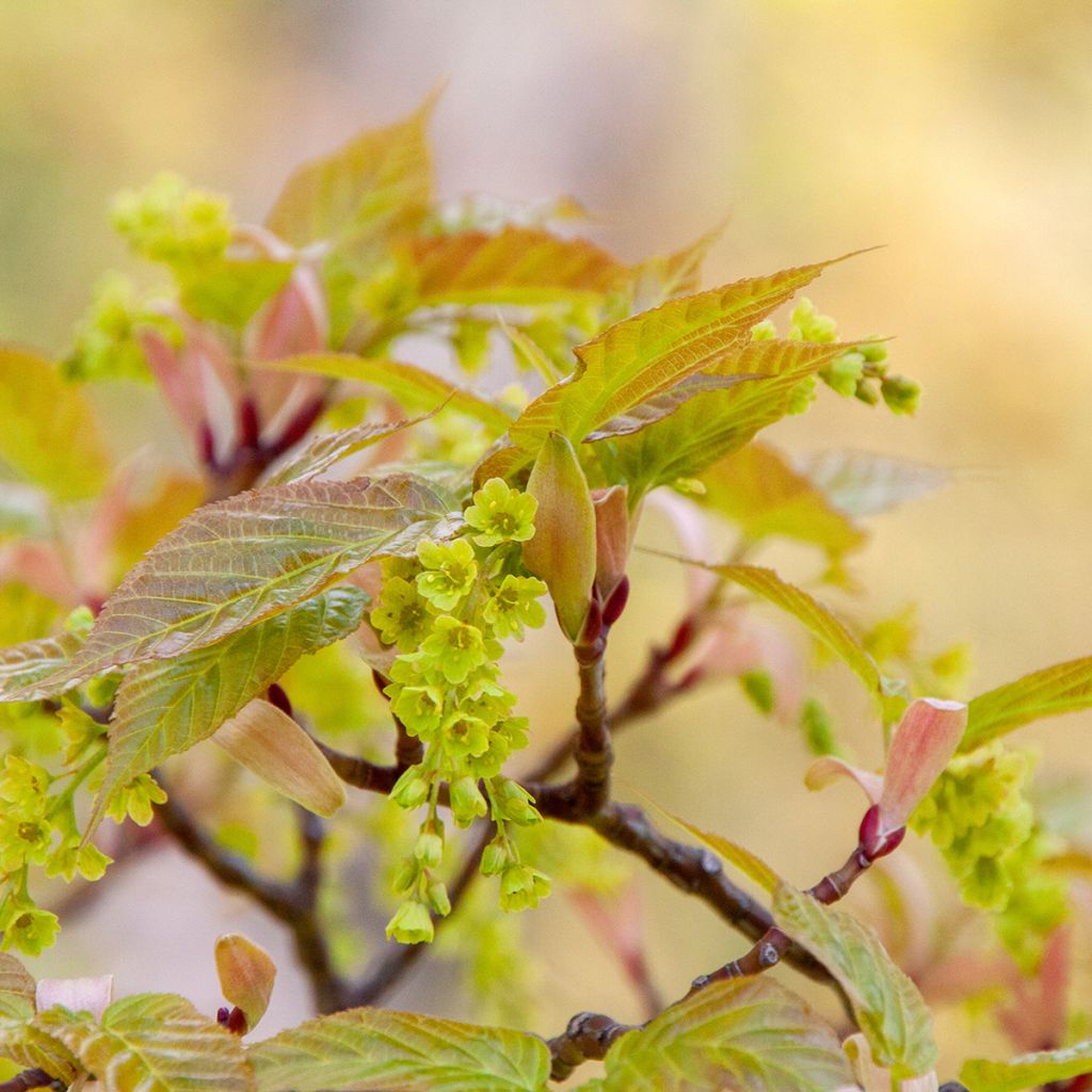 Davidinvaahtera (siemenet) - Acer davidii