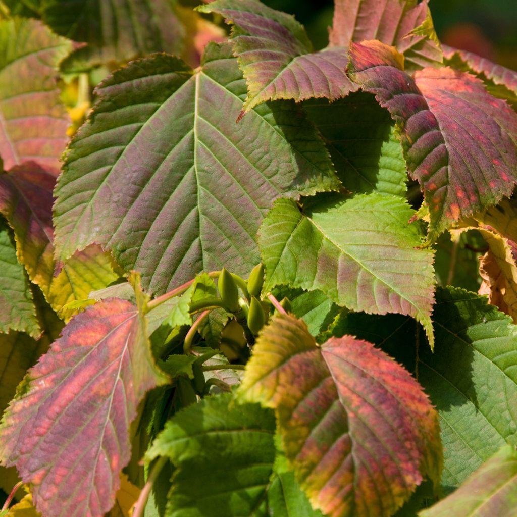 Davidinvaahtera (siemenet) - Acer davidii