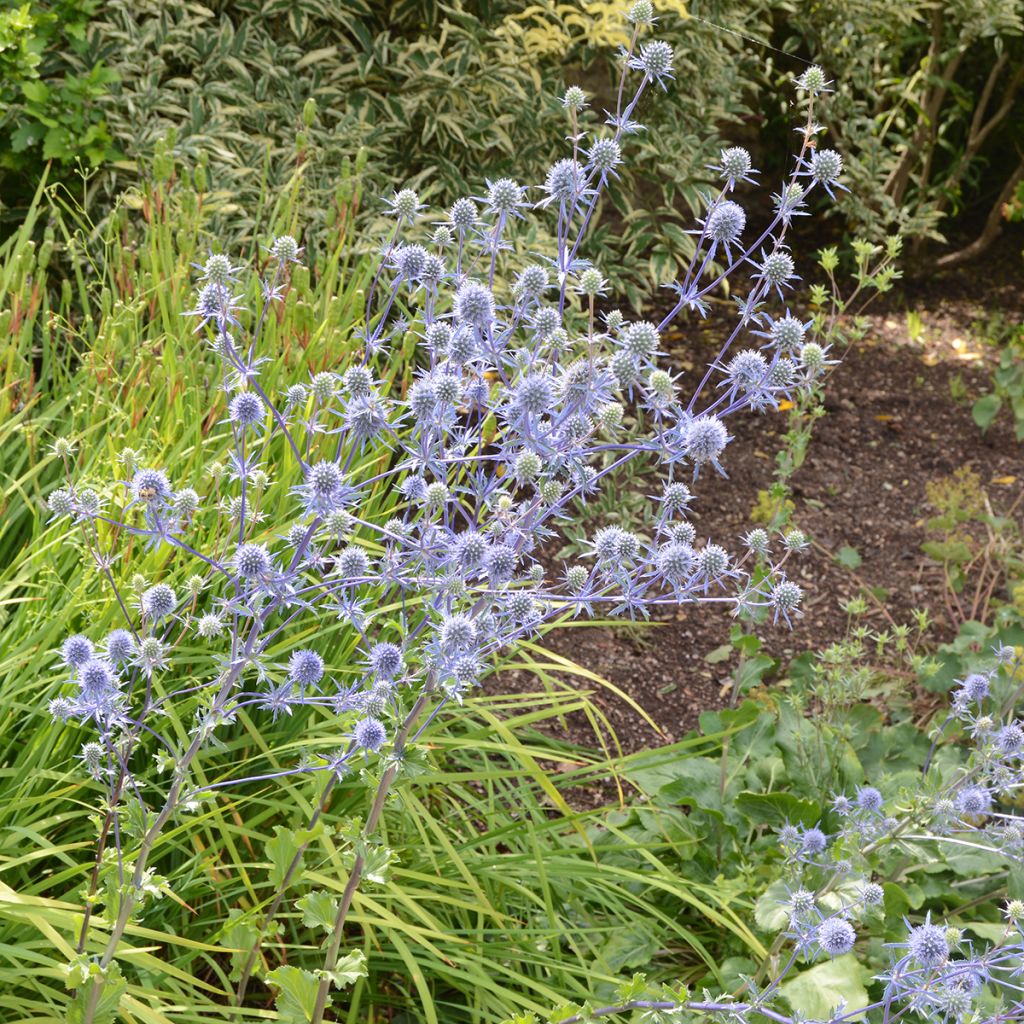 Sinipiikkiputki (siemenet) - Eryngium planum