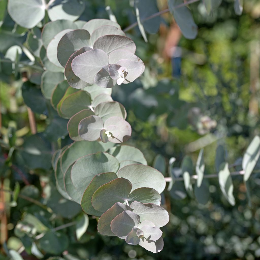 Tuhkaeukalyptus Silver Dollar (siemenet)