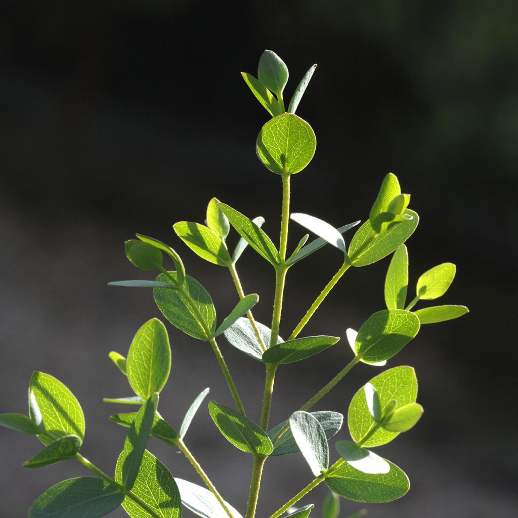 Utueukalyptus Boxwood (siemenet)